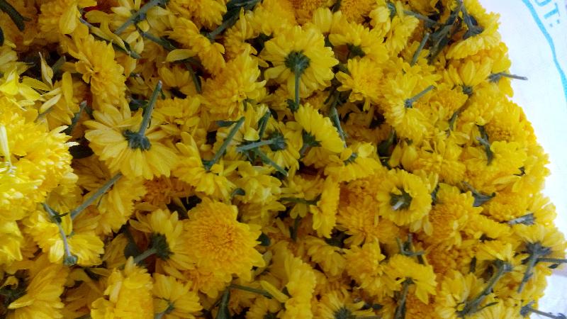 Fresh Yellow Chrysanthemum Flowers