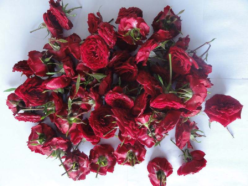 Fresh Red Rose Flowers 01