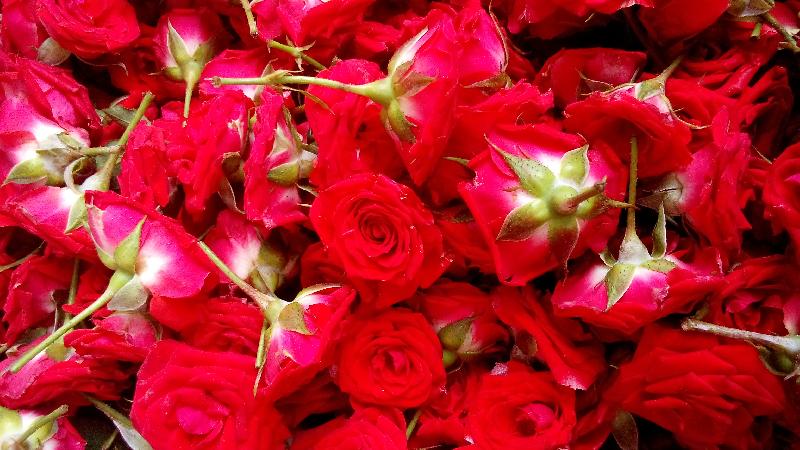 Fresh Red Rose Flowers 03