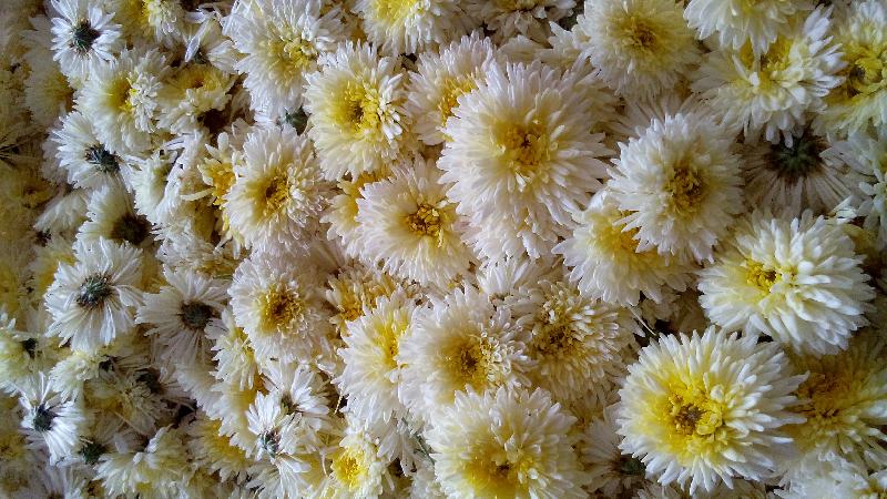 Fresh White Chrysanthemum Flowers