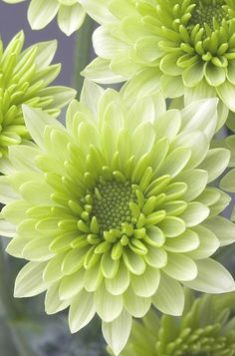White Chrysanthemum Flowers