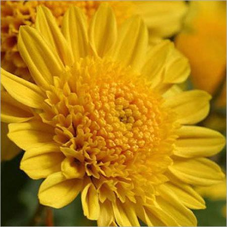Yellow Chrysanthemum Flowers