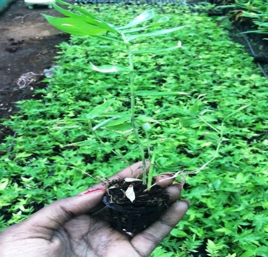 Sweet Bamboo Plant 02