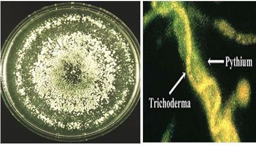 Tricox Eco Friendly Plant Protector 01