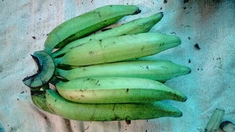 Fresh Green Nendran Banana 01