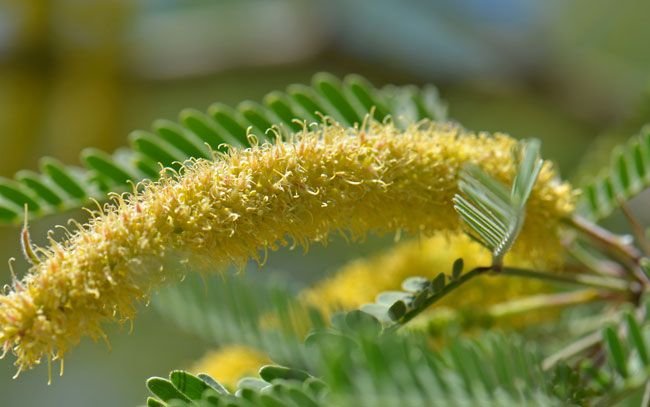 Prosopis Juliflora 02