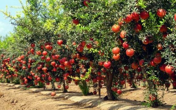 Fresh Pomegranate 02