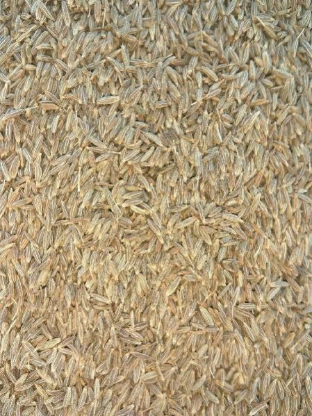 Europe Quality 99% Cumin Seeds