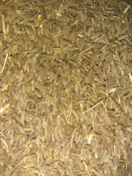Singapore 98 % Purity Cumin Seeds