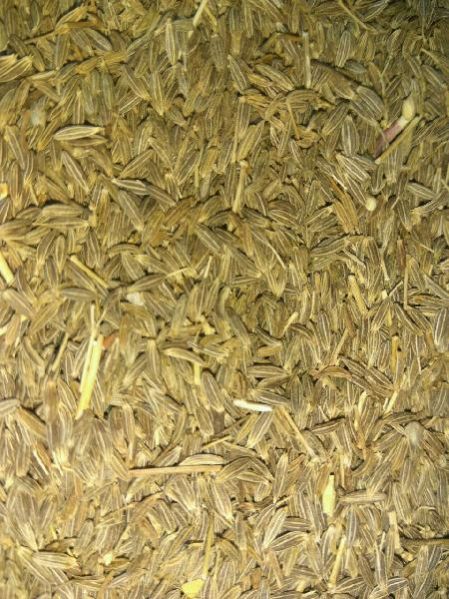Raw Cumin Seeds