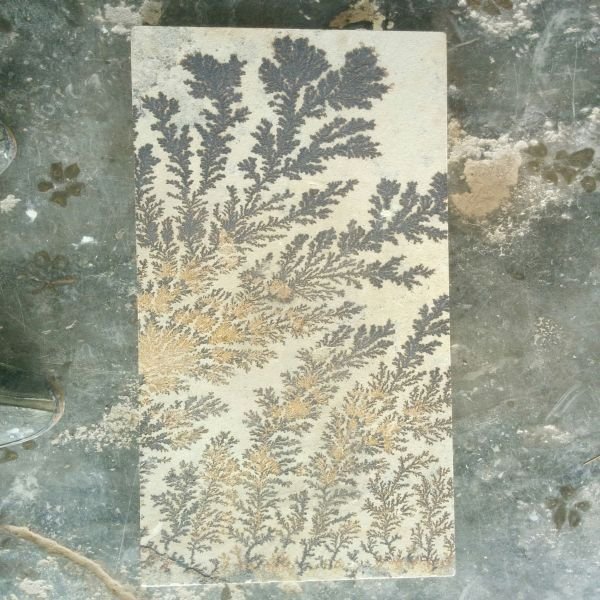 Fossil Mint Sandstone 01