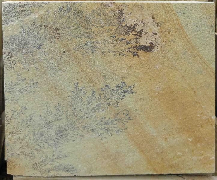 Fossil Mint Sandstone 02