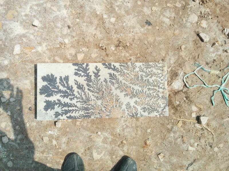 Fossil Mint Sandstone 05