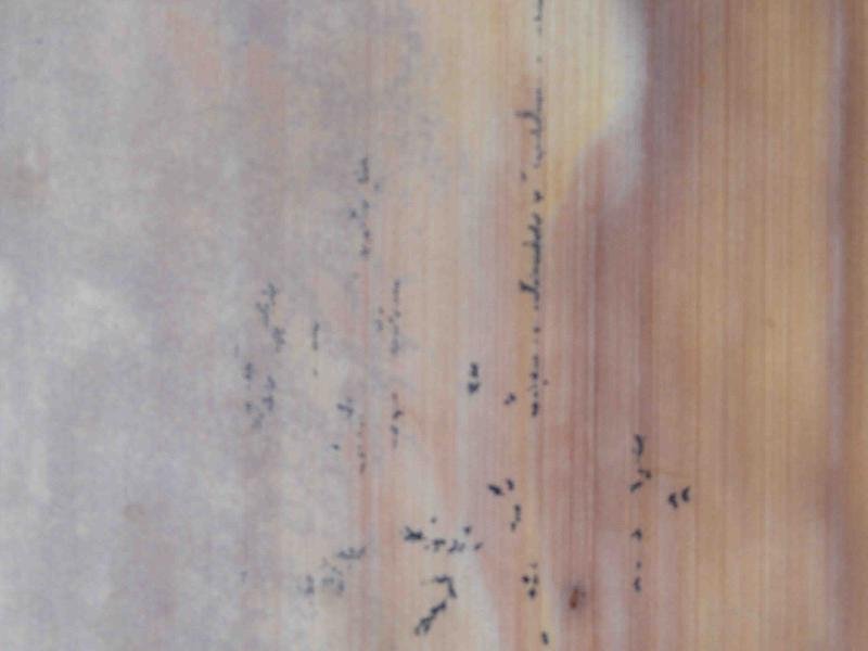 Fossil Mint Sandstone 06