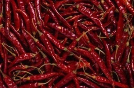 Fresh Red Chilli 01