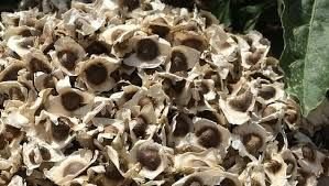 Moringa Seeds 02