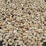 Neem Seeds 02