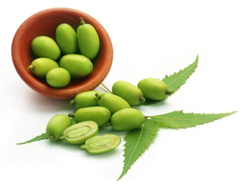 Neem Seeds 03