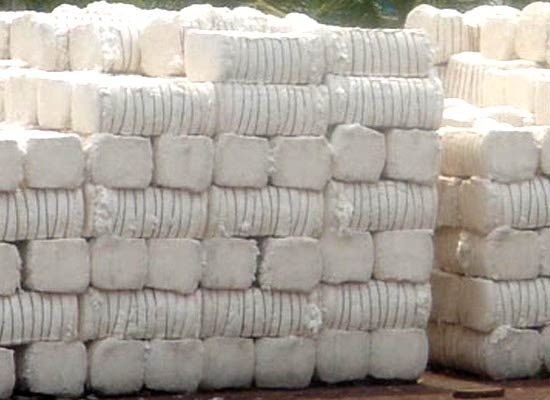 Raw Cotton Bale 02