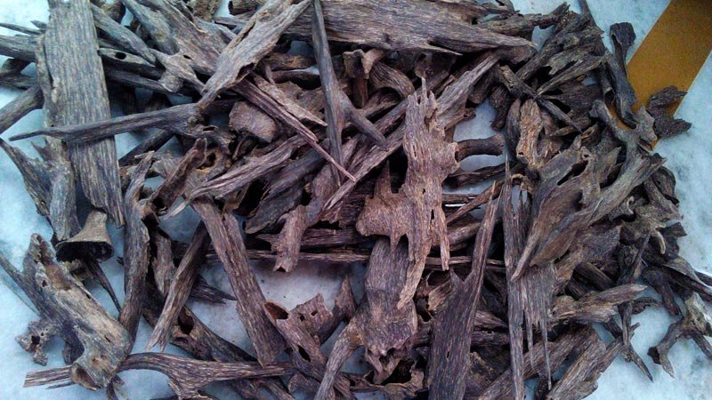 Oudh Chips A,
