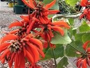 Erythrina Indica
