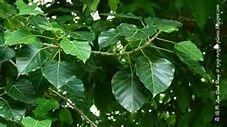 Pipal Tree