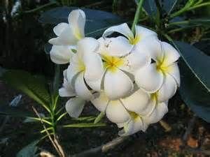 Plumeria Alba 02
