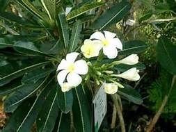 Plumeria Alba 01