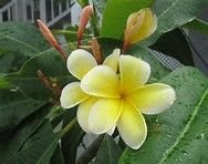 Plumeria Lutea