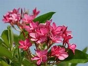 Plumeria Rubra