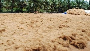 Washed Coir Pith 01