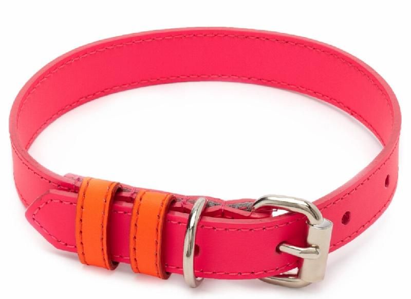 Dog Collar 06