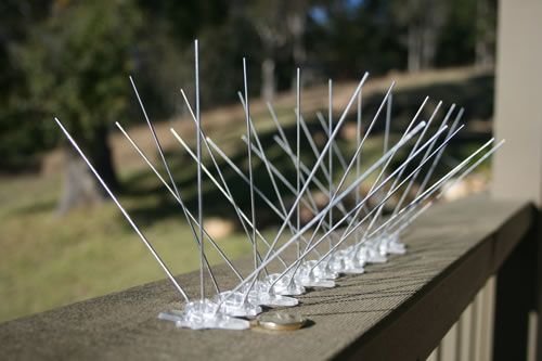 Bird Spikes 01