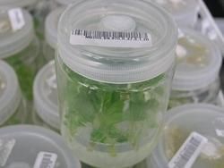 Tissue Culture BottleS