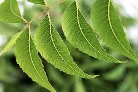 Fresh Neem Leaf 02
