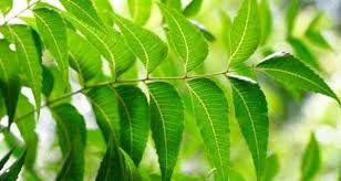 Fresh Neem Leaf 03