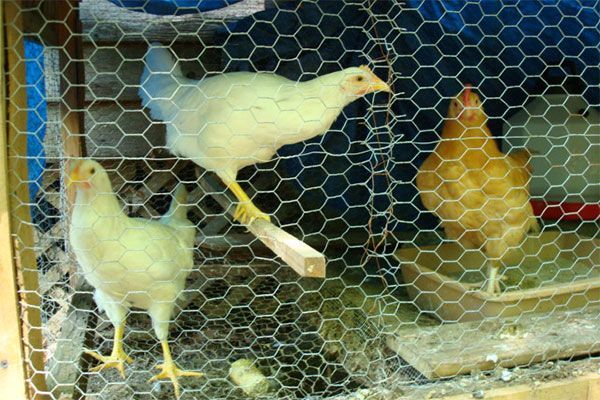 Chicken Wire Mesh 02