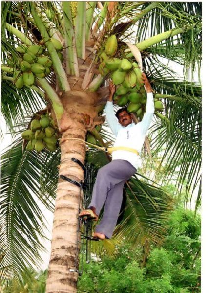Coconut Tree Climbing Device 02