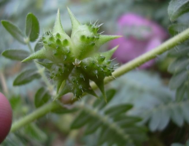 Tribulus Terrestris 01