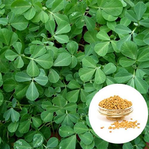 Tribulus Terrestris 02