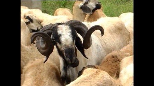 Sheep and Goat Live Stock 01