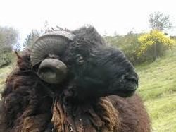 Sheep and Goat Live Stock 02