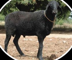 Sheep and Goat Live Stock 05