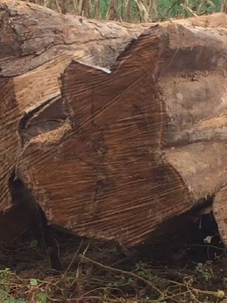 Benin Teak Wood Round Log 02