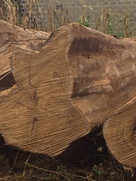 Benin Teak Wood Round Log 03