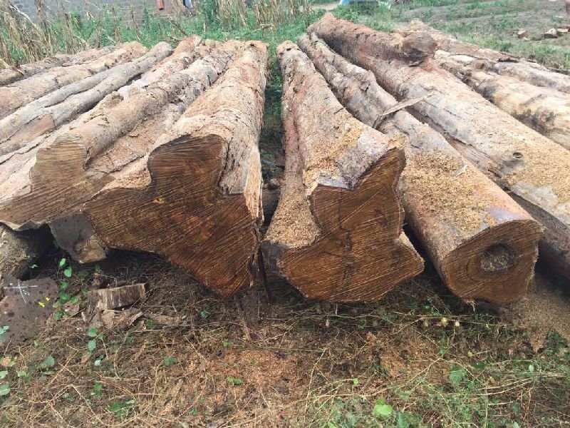 Benin Teak Wood Round Log 04