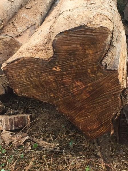 Benin Teak Wood Round Log 05