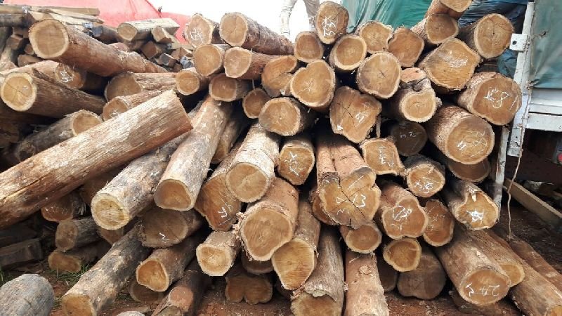 Brazilian Teak Wood Round Log 02