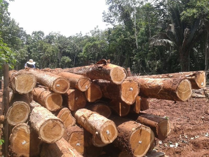 Brazilian Teak Wood Round Log 03