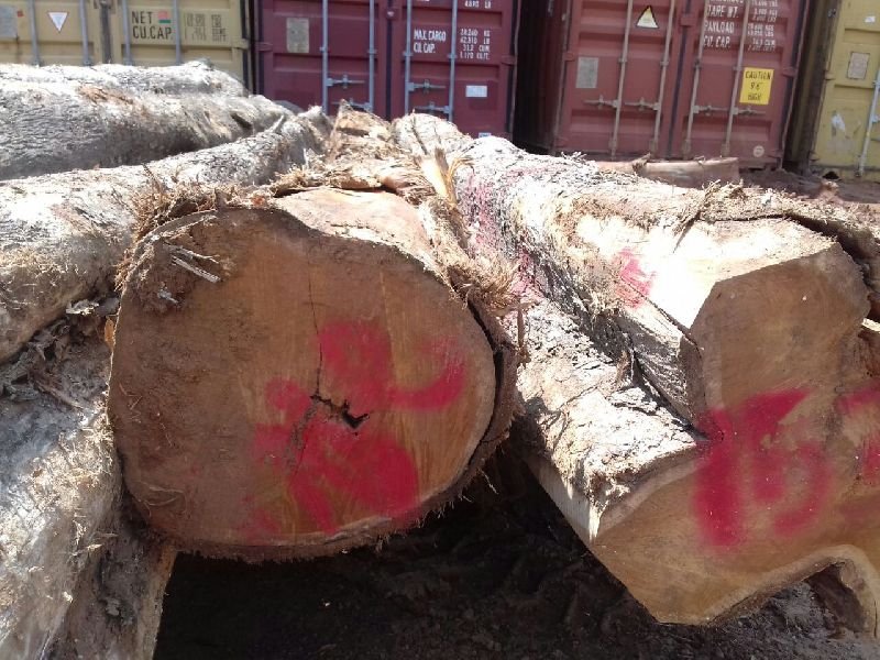 Brazilian Teak Wood Round Log 04